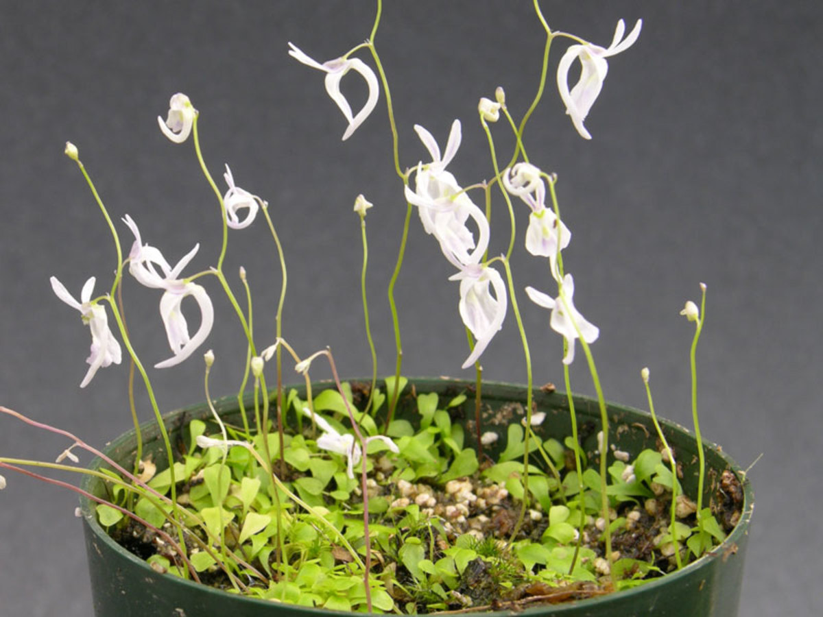 Terrastrial Utricularia sandersonii with its minute photosynthesizing leaves.