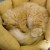 Lipton, of Nagoya's Cat Street. Lipton, of Nagoya's Cat Street.