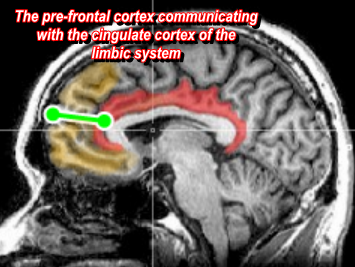 Image created using wiki commons images in Photo-scape and GIMP.  The Cingulet Gyrus Cortex controls auto functions of the body like heart rate, and body temperature. 