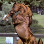 Horsey profile image