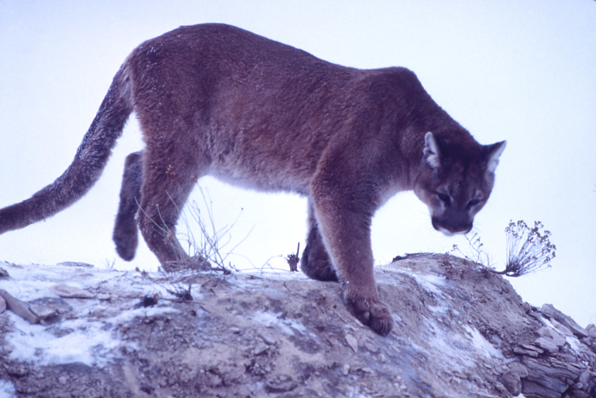 Do cougars account for Phantom Cat sightings in the US?
