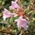 Abelia. A very robust shrub. Grows 3 to 6 ft. Abelia. A very robust shrub. Grows 3 to 6 ft.