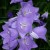 Bluebell of Scotland Bluebell of Scotland
