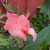 Canna Lily Canna Lily
