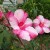 Rose Mallow Indu Singh Rose Mallow Indu Singh