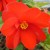 Reiger Begonia Reiger Begonia