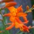 Montbretia is a perennial. This plant will grow in moist soils but much prefers a well-drained or sandy soils. Grows 24 to 36” Montbretia is a perennial. This plant will grow in moist soils but much prefers a well-drained or sandy soils. Grows 24 to 36”