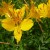 Peruvian Lily. This should be planted in partial or light shade for good flower production Propagation is by division. Grows 2 to 3 ft Peruvian Lily. This should be planted in partial or light shade for good flower production Propagation is by division. Grows 2 to 3 ft