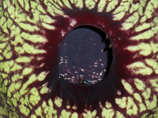Pelican Flower, showing its pollinators