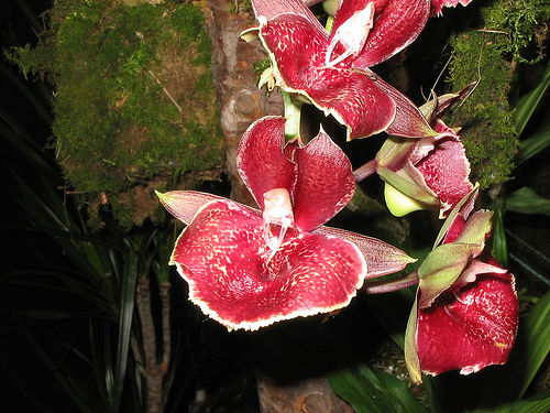 Catesetum Orchids