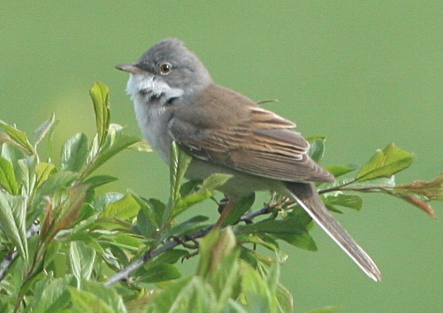A male whitethroat