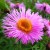 Alpine Aster Alpine Aster