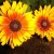 Black Eyed Susan Black Eyed Susan
