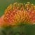 Pincushion Flower Pincushion Flower