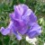 Sweet Pea Sweet Pea