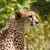The Cheetah - the fastest land animal on Earth. The Cheetah can go from 0-40mph in a mere three strides.