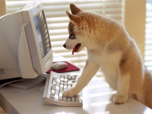 Dog Using Computer Wallpaper