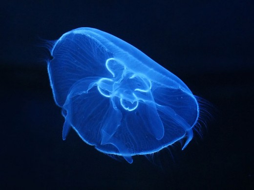 Aurelia aurita, the moon jellyfish