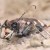 The tiger beetle can sprint at 5.6mph. Relative to body length, the beetle would be moving at around 480mph if scaled up to human size!