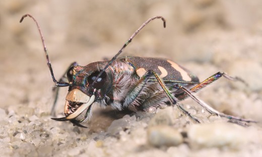 The tiger beetle can sprint at 5.6mph. Relative to body length, the beetle would be moving at around 480mph if scaled up to human size!
