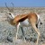 The Springbok may be slower than the Cheetah, but can keep up its' top speed (50mph) over long distances. 