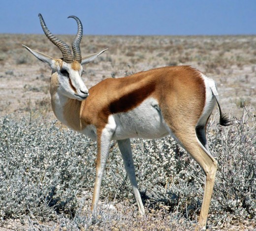 The Springbok may be slower than the Cheetah, but can keep up its' top speed (50mph) over long distances. 