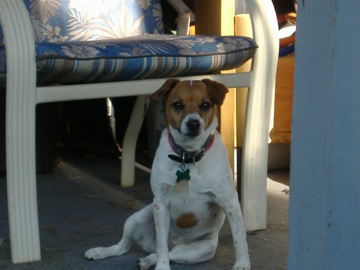 Dogs are great companions and require lots of human interaction.  Some dogs (Like my Jack Russell Terrier) are high energy,  Do your research before getting a dog