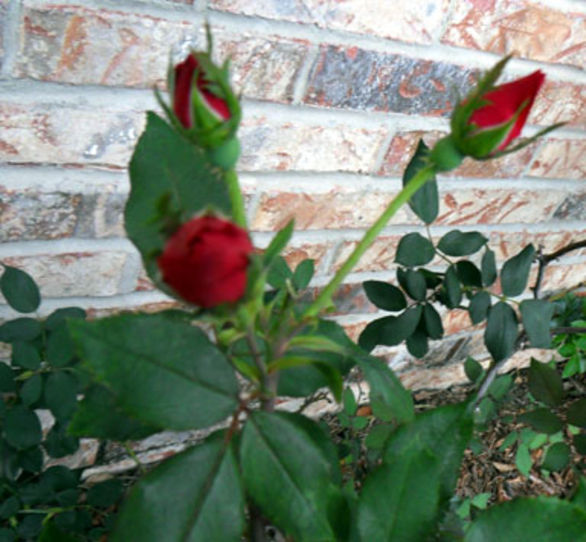 Knock Rose Buds