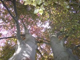 Through the leaves