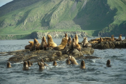 Stellar sea lion haul out, Amak Island, Alaska Maritime National Wildlife Refuge.