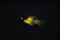 Bumblebee Platys-Bringing A bit Of the Great Outdoors Into The Home Aquarium