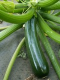 How to Grow and Use Fresh Zucchini