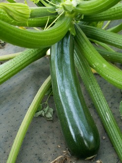 How to Grow and Use Fresh Zucchini