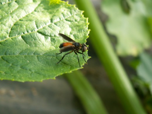 The Tachinid Fly is a predator of the squash bug. It lays its eggs on the adults and their larva feed on them as they hatch. 