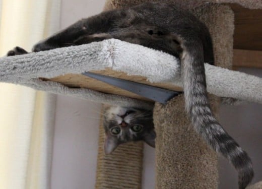 Funny cat hanging upside down on his scratching post. 