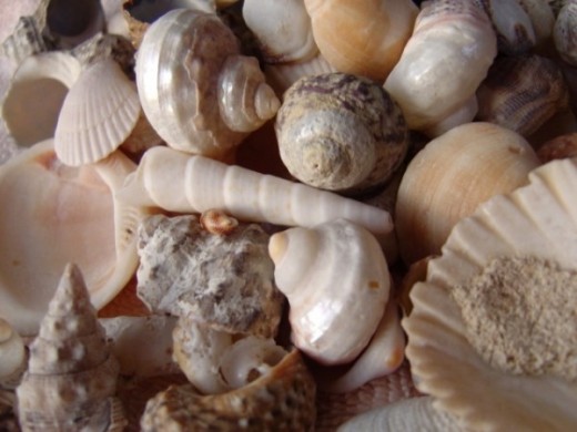 Assortment of sea shells