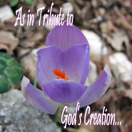 A Tribute to God's Creation... A simple, yet complex creation... A beautiful purple flower...