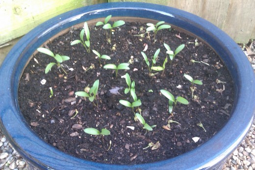 Coriander seedlings in glazed pot