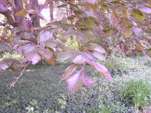 Depending on the light, the leaves look pink, red, green, and even a rich chocolate brown. Depending on the light, the leaves look pink, red, green, and even a rich chocolate brown.