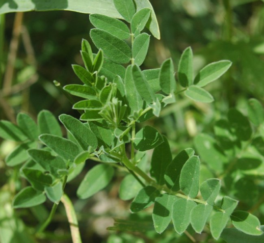 The root of this plant has been used in Traditional Chinese Medicine for centuries to improve health and longevity.  Read below for more information on its effect.