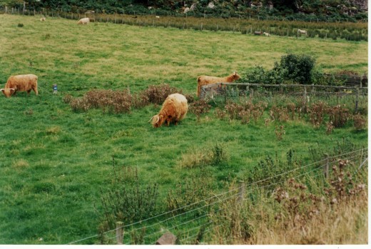 Scottish cattle.