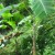 Plantain tree Plantain tree