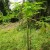 Papaya tree Papaya tree