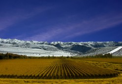 An Introduction to Argentine Wines