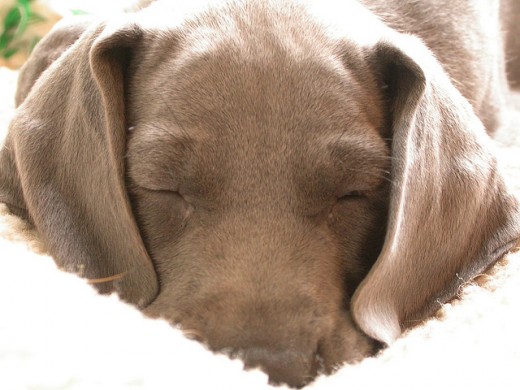 Letting sleeping dogs lie can be wise, but when we're the sleeping pup who isn't getting wiser, it might keep us mired in depression or negativity.