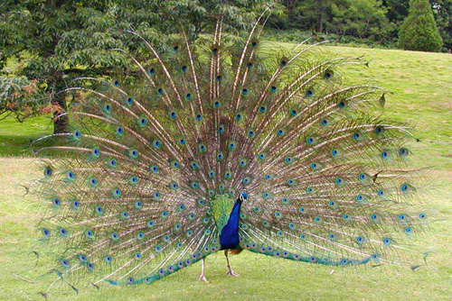 INDIAN PEACOCK