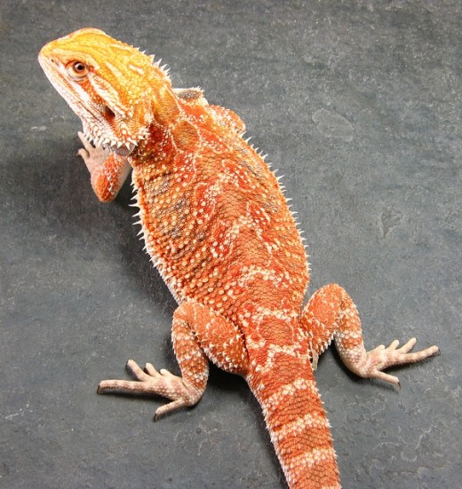 Bearded Dragon