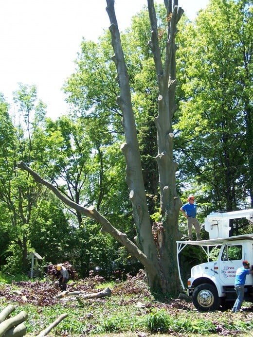 Even without branches, the tree dwarfs man and truck Even without branches, the tree dwarfs man and truck