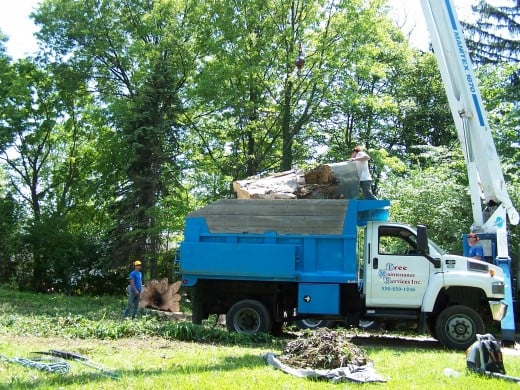 In the background, on the ground, is the final piece of trunk turned on its side. The extensive rot is now obvious. In the background, on the ground, is the final piece of trunk turned on its side. The extensive rot is now obvious.