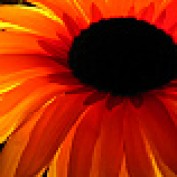 bellachristen profile image
